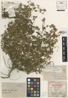 Holotype of Geranium potentilloides var. abditum Carolin [family GERANIACEAE]