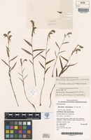 Isotype of Bunochilus stenosepalus D.L.Jones [family ORCHIDACEAE]