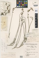 Holotype of Swainsona fuscoviridis Joy Thomps. [family FABACEAE]
