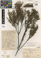 Holotype of Acacia boormanii Maiden [family FABACEAE]