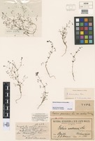 Syntype of Galium parisiense [family RUBIACEAE]