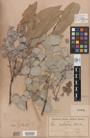 Lectotype of Eucalyptus rubida H.Deane & Maiden [family MYRTACEAE]