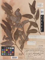 Syntype of Eucalyptus melanoxylon Maiden [family MYRTACEAE]