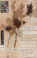 Lectotype of Eucalyptus angulosa var. ceratocorys Blakely [family MYRTACEAE]