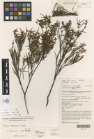 Type? of Acacia boormanii Maiden [family FABACEAE]