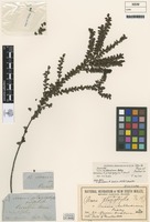 Isotype of Acacia plagiophylla F.Muell. [family FABACEAE]