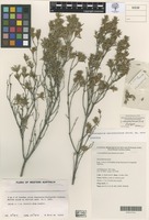 Isotype of Conostephium marchantiorum Strid [family ERICACEAE]