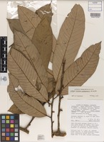 Isotype of Knema matanensis W.J.de Wilde [family MYRISTICACEAE]