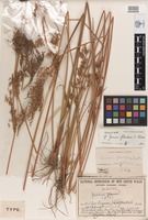 Holotype of Juncus flavidus L.A.S.Johnson [family JUNCACEAE]
