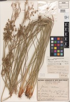 Holotype of Juncus continuus L.A.S.Johnson [family JUNCACEAE]