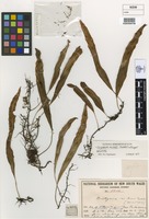 Holotype of Dictymia mckeei Tindale [family POLYPODIACEAE]