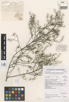 Isotype of Apatophyllum teretifolium A.R.Bean & Jessup [family CELASTRACEAE]