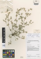 Isotype of Nyssanthes impervia A.R.Bean [family AMARANTHACEAE]