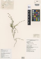 Isotype of Galium leptogonium I.Thomps. [family RUBIACEAE]