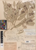 Holotype of Eucalyptus argillacea W.Fitzg. [family MYRTACEAE]