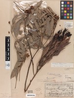 Holotype of Eucalyptus rummeryi Maiden [family MYRTACEAE]