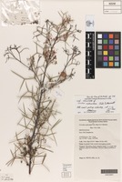 Holotype of Grevillea xiphoidea Olde & Marriott [family PROTEACEAE]