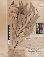 Holotype of Eucalyptus tropica Cambage ex Maiden [family MYRTACEAE]