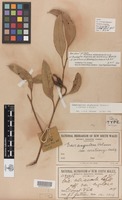 Syntype of Eucalyptus angulosa var. ceratocorys Blakely [family MYRTACEAE]