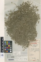 Holotype of Wahlenbergia scopulicola Carolin ex P.J.Sm. [family CAMPANULACEAE]