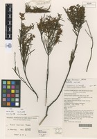 Type? of Acacia boormanii Maiden [family FABACEAE]