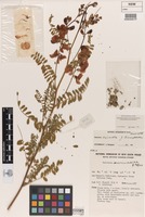 Holotype of Swainsona sejuncta Joy Thomps. [family FABACEAE]