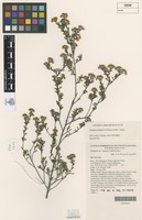 Holotype of Phebalium bifidum P.H.Weston & M.Turton [family RUTACEAE]