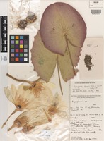 Holotype of Nymphaea alexii S.W.L.Jacobs & Hellq. [family NYMPHAEACEAE]