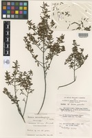 Holotype of Boronia warrumbunglensis P.H.Weston [family RUTACEAE]