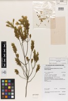 Isotype of Pseudanthus ligulatus Halford & R.J.F.Hend. [family EUPHORBIACEAE]