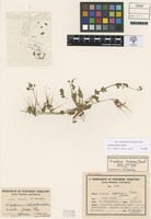 Holotype of Erodium aureum Carolin [family GERANIACEAE]