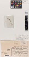 Isotype of Dysphania simulans F.Muell. & Tate ex Tate [family CHENOPODIACEAE]