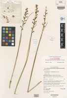 Isotype of Prasophyllum viretrum D.L.Jones & D.T.Rouse [family ORCHIDACEAE]