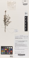 Isotype of Cyathostemon verrucosus Trudgen & Rye [family MYRTACEAE]