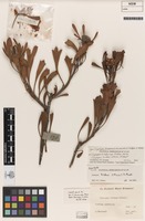 Type of Isopogon trilobus var. tridens Meisn. [family PROTEACEAE]