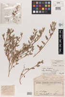 Holotype of Einadia trigonos subsp. leiocarpa Paul G.Wilson [family CHENOPODIACEAE]