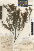 Type? of Acacia boormanii Maiden [family FABACEAE]