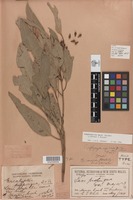 Holotype of Eucalyptus propinqua var. major Maiden [family MYRTACEAE]