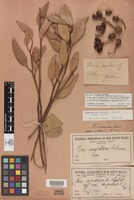 Syntype of Eucalyptus angulosa var. ceratocorys Blakely [family MYRTACEAE]