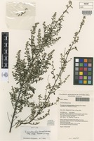 Isotype of Pomaderris helianthemifolia subsp. minor N.G.Walsh & Coates [family RHAMNACEAE]