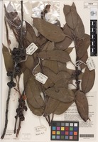 Holotype of Eucalyptus boliviana J.B.Williams & K.D.Hill [family MYRTACEAE]