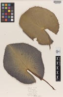 Holotype of Nymphaea georginae S.W.L.Jacobs & Hellq. [family NYMPHAEACEAE]