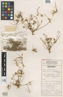 Holotype of Erodium angustilobum Carolin [family GERANIACEAE]