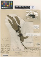 Type of Eucalyptus conglobata [family MYRTACEAE]
