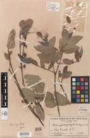 Holotype of Eucalyptus apodophylla Blakely & Jacobs [family MYRTACEAE]