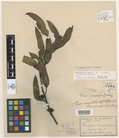 Type of Eucalyptus conglobata [family MYRTACEAE]