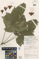 Isotype of Brachychiton x vinicolor Guymer [family MALVACEAE]