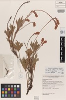Isotype of Synaphea hians A.S.George [family PROTEACEAE]