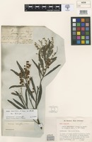 Isolectotype of Acacia neriifolia A.Cunn. ex Benth. [family FABACEAE]