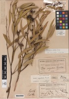 Holotype of Eucalyptus angusta Maiden [family MYRTACEAE]